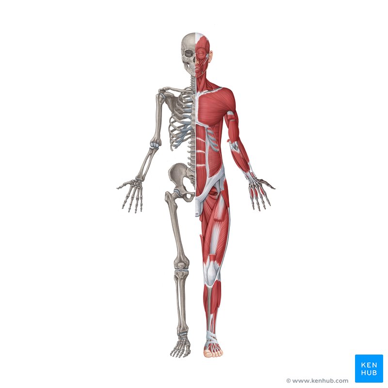 Musculoskeletal